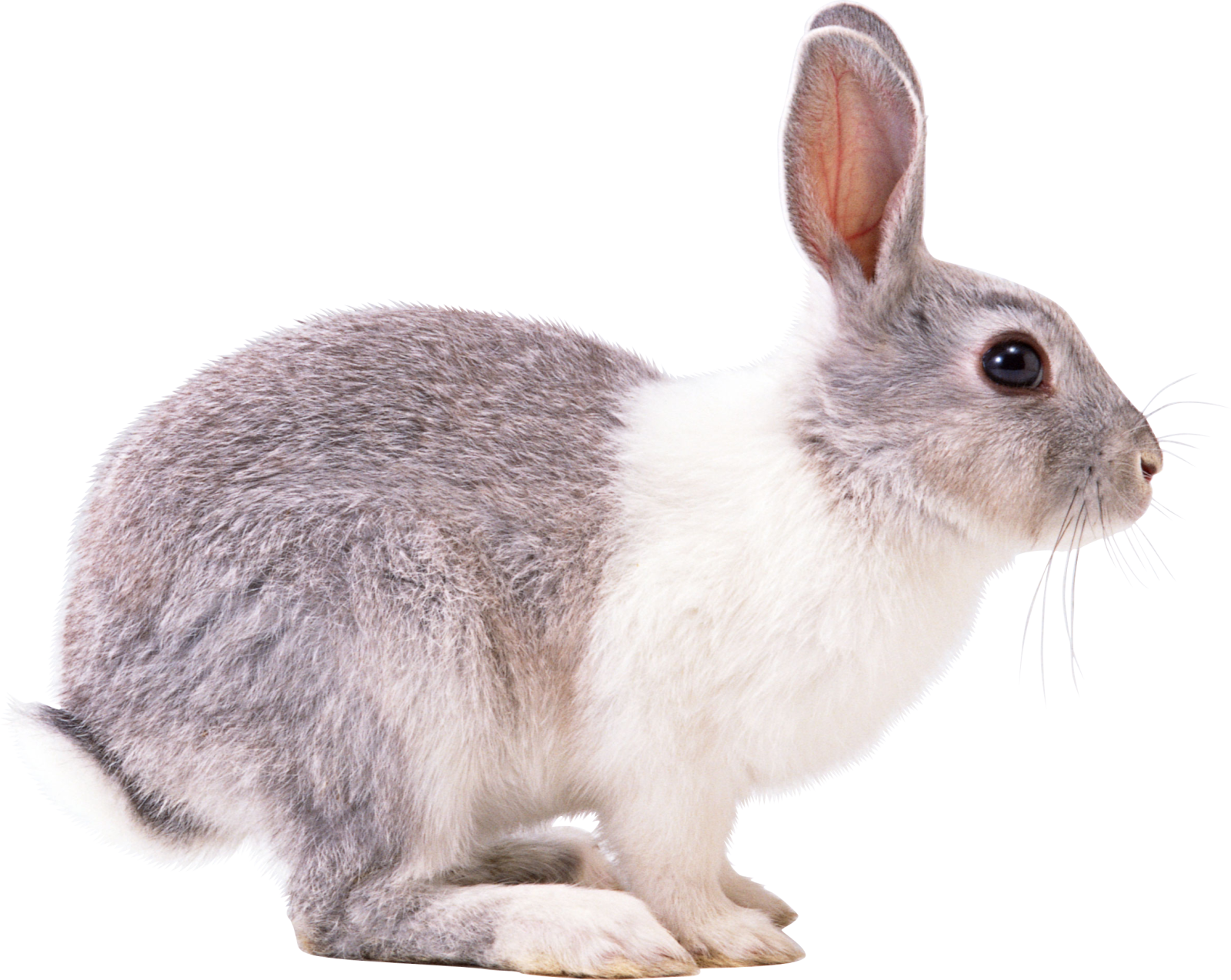 a gray and white rabbit on a white background