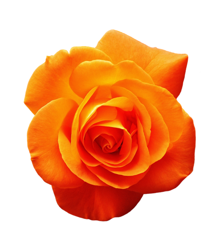 a single orange rose on a white background