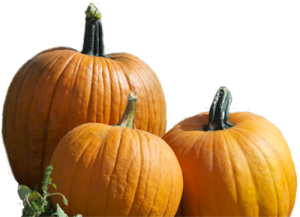 three small orange pumpkins on a white background