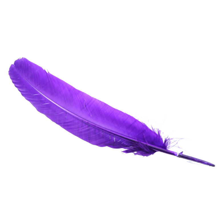 a purple feather on a white background