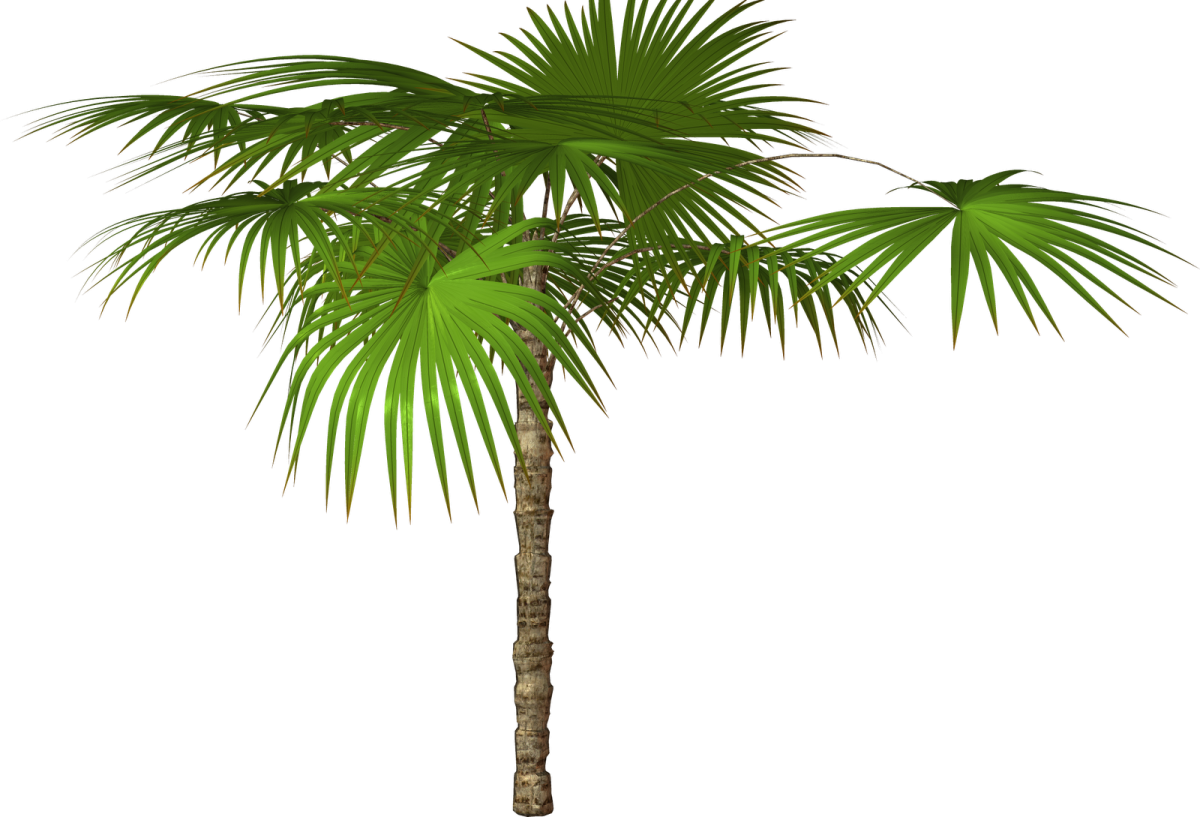a palm tree on a white background