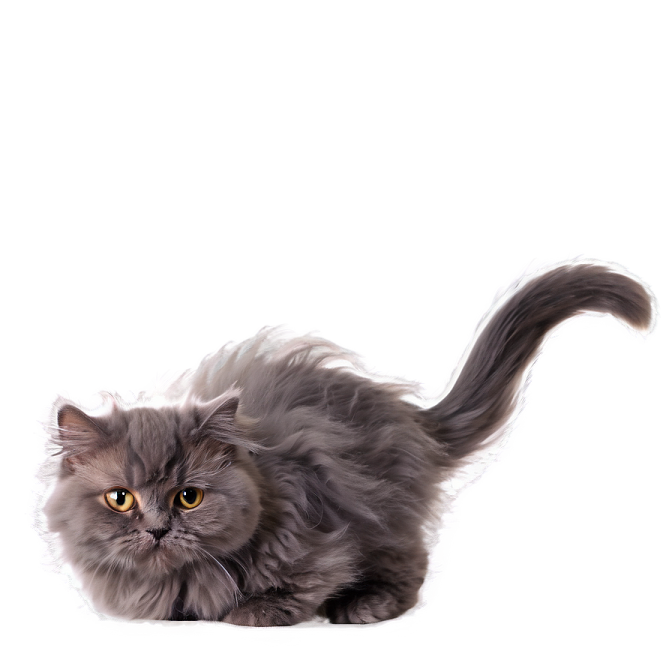 a gray cat with long hair laying down