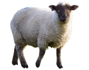 a white sheep standing on top of a field