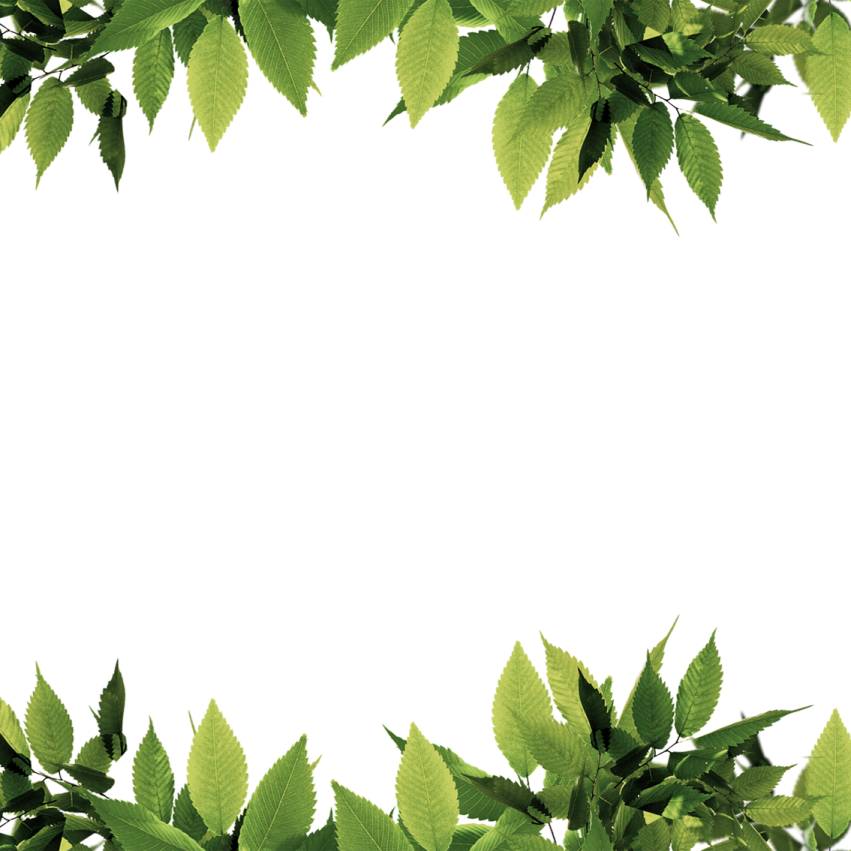 green leaves border png