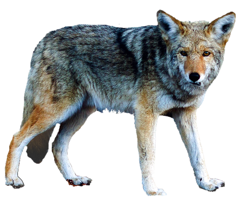 a gray wolf standing in front of a white background