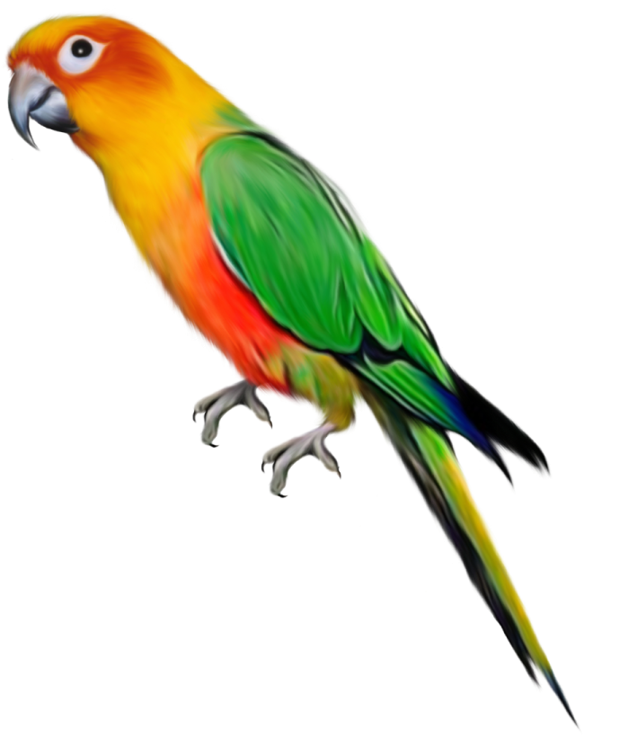 a colorful bird on a white background