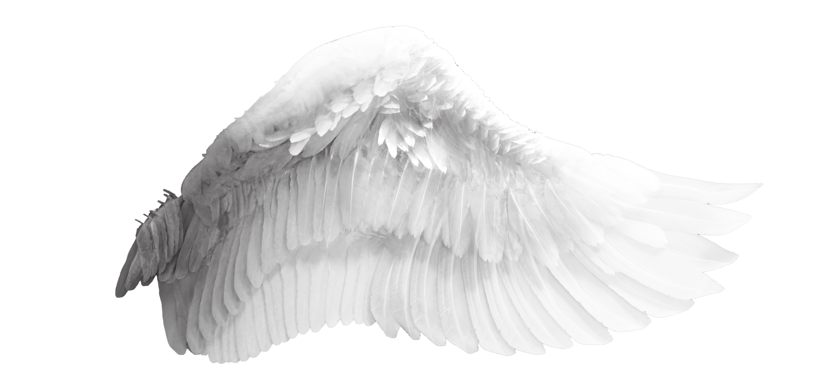 a black and white image of an angel wing