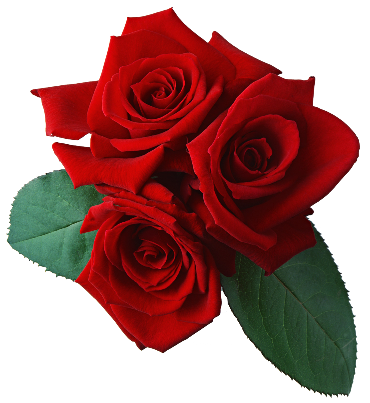 three red roses on a white background