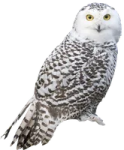a snowy owl perched on a white background