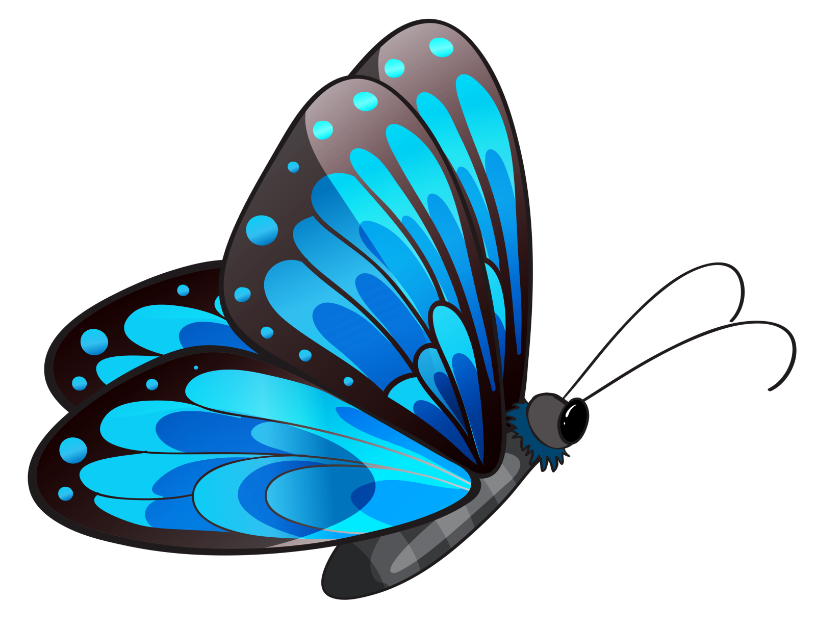 a blue butterfly on a white background