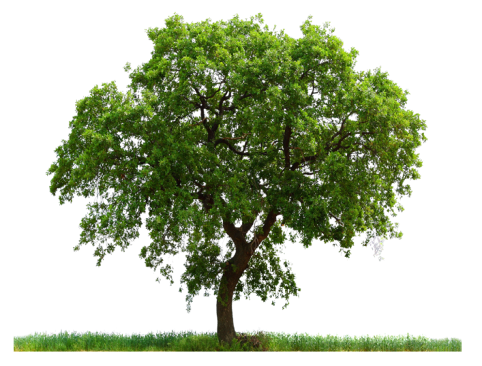 a tree on a white background