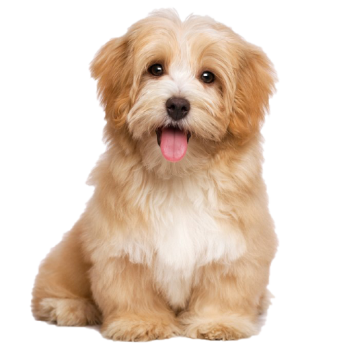a small dog with its tongue sticking out
