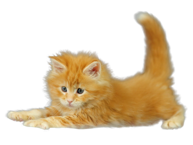 an orange kitten laying down on a white surface