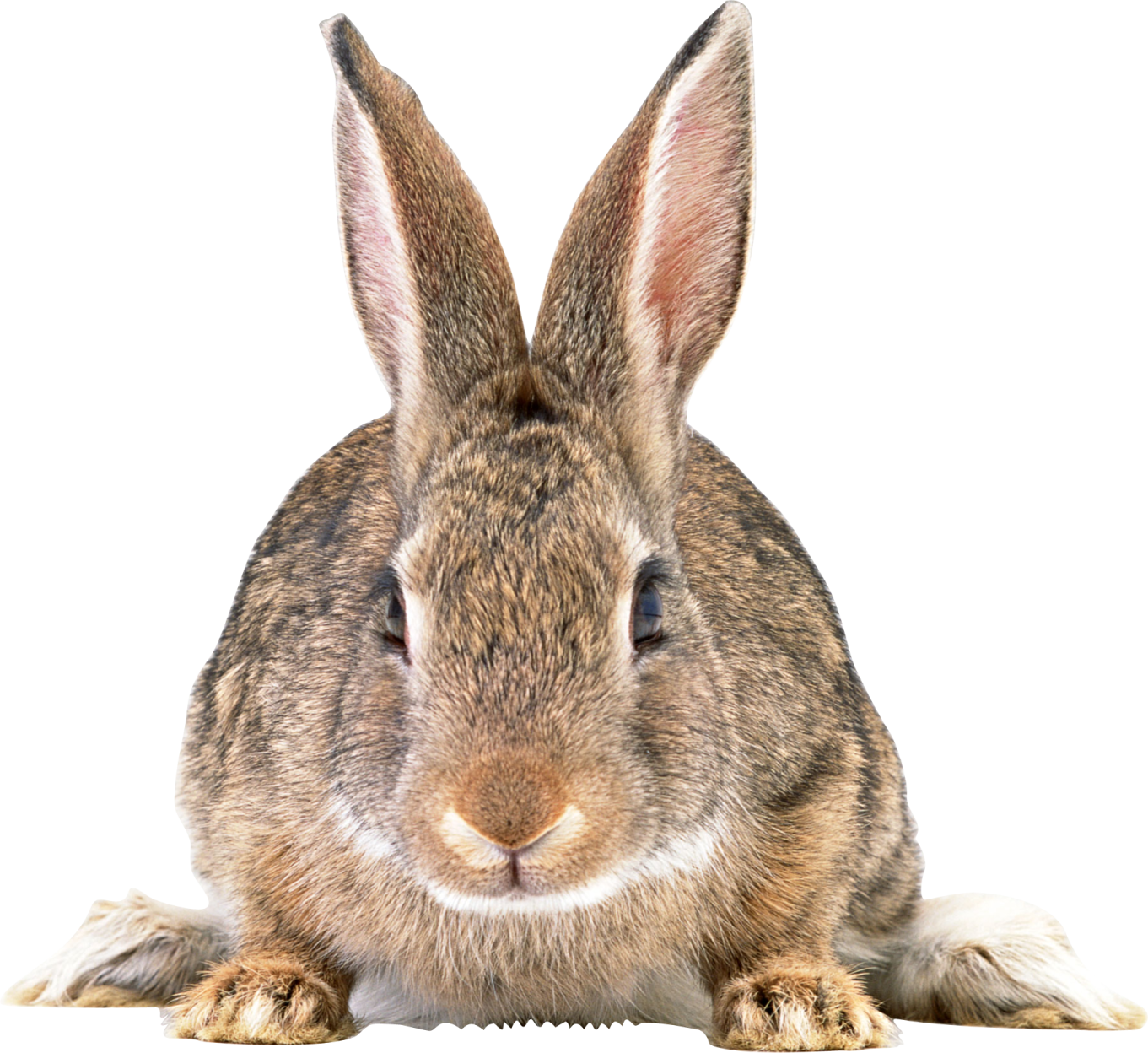 a brown rabbit sitting on top of a table