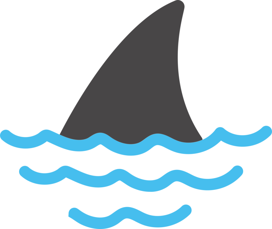 a shark in the water