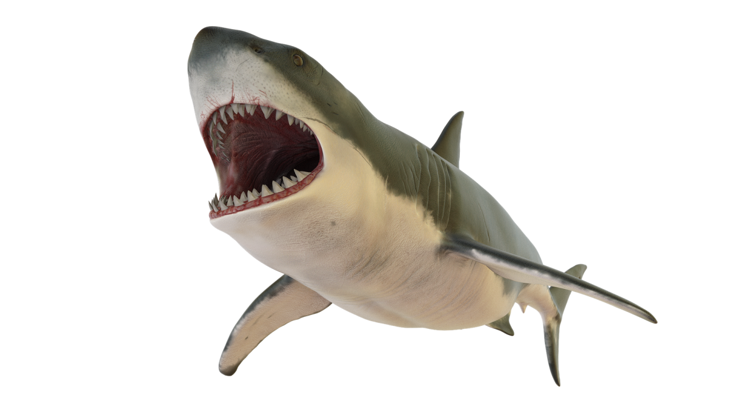 a great white shark with its mouth open