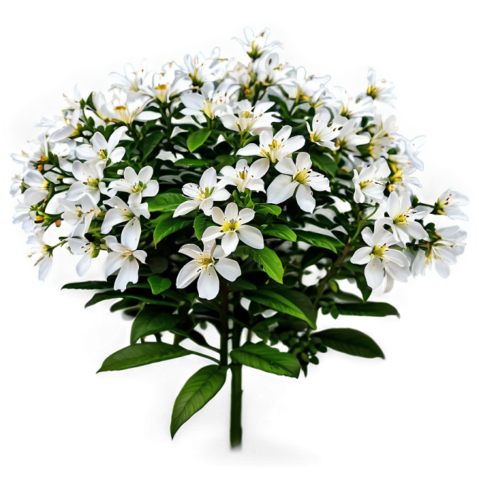 a bunch of white flowers