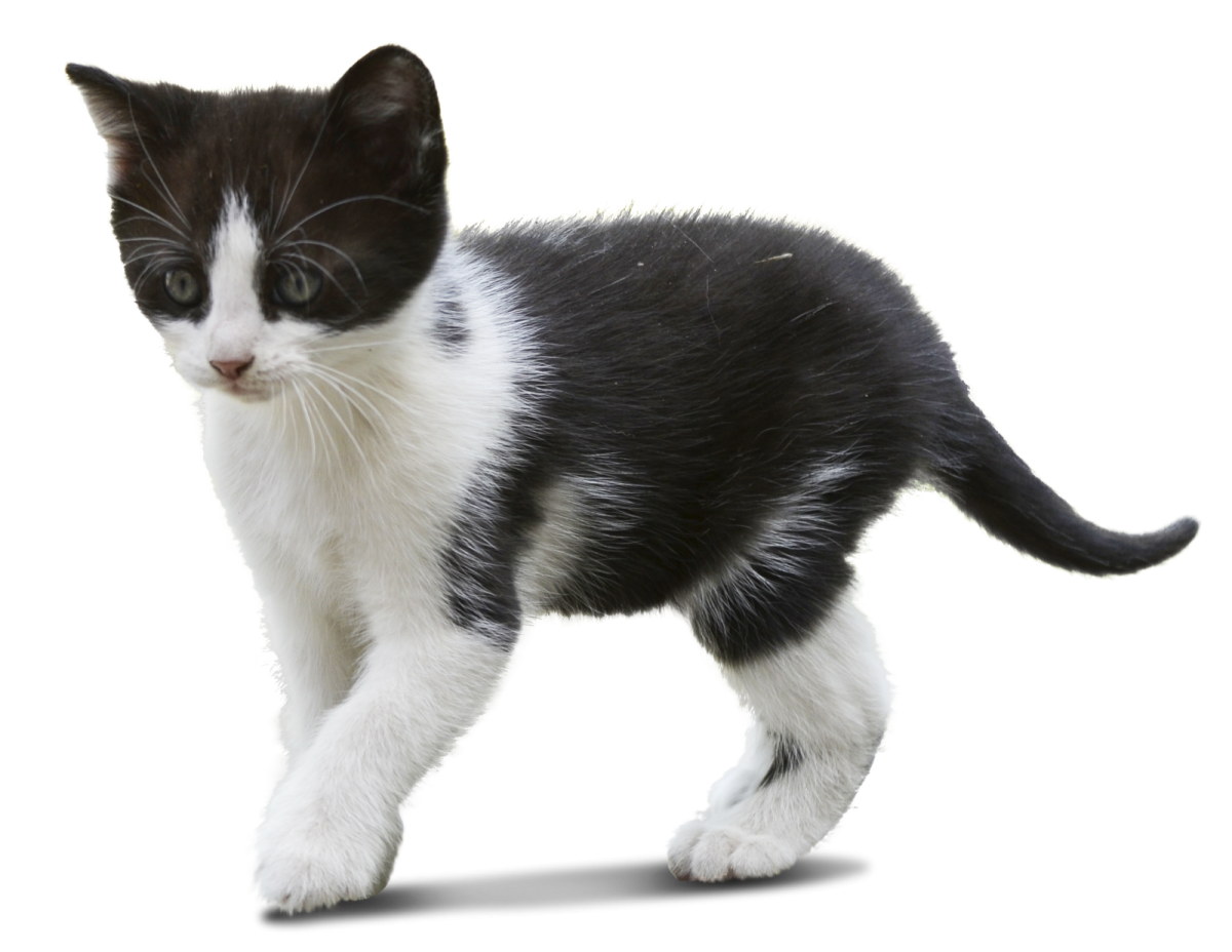a black and white kitten walking on a white background