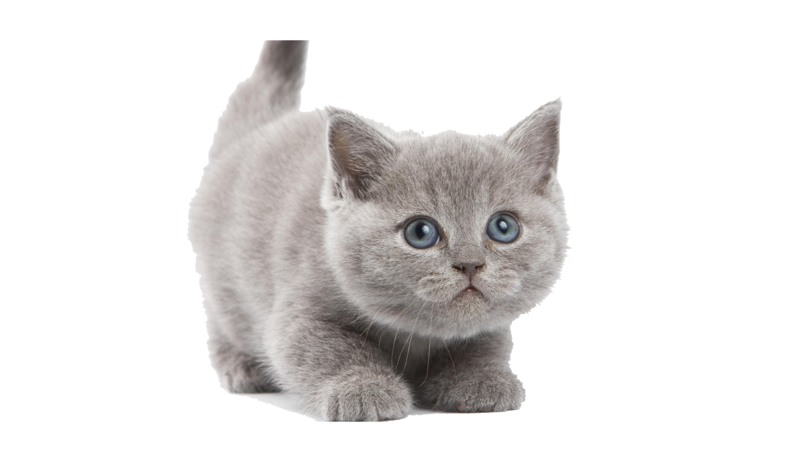 a gray kitten with blue eyes looking up