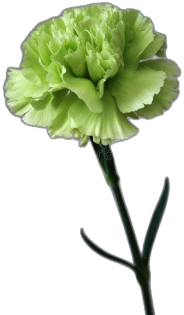 a green flower on a white background
