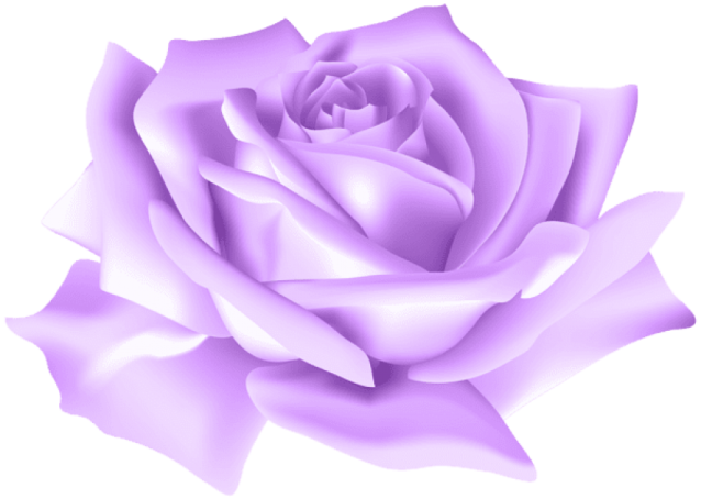 a purple rose on white background