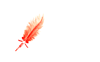 a feather on a white background