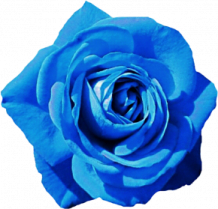 a blue rose on a white background