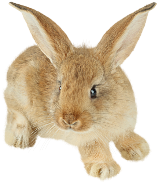 a small rabbit is sitting on the ground