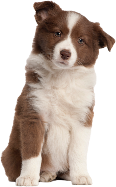 a brown and white puppy sitting on the ground