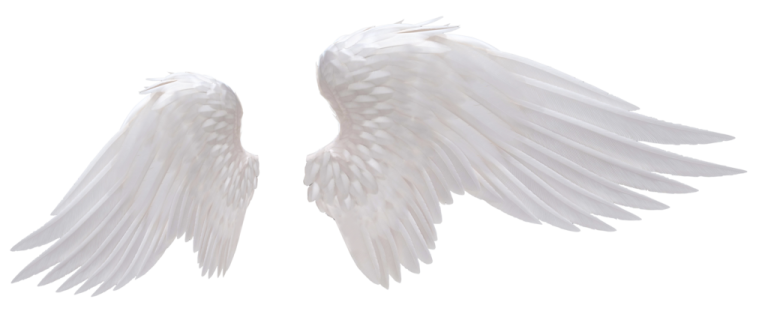 two white wings on a white background