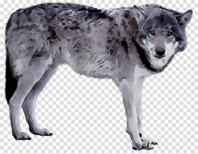 a wolf in watercolor on a transparent background