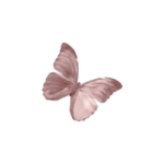 a pink butterfly on a white background