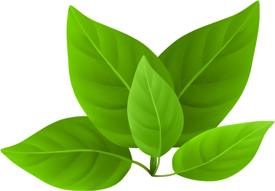 a green leaf on a white background