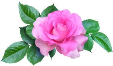 a pink rose on a white background