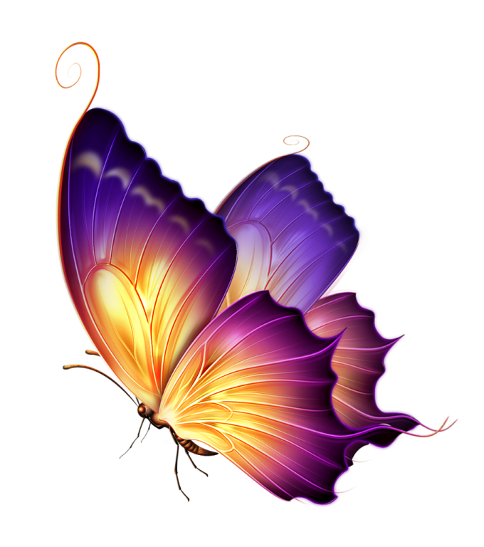a purple and orange butterfly on white background