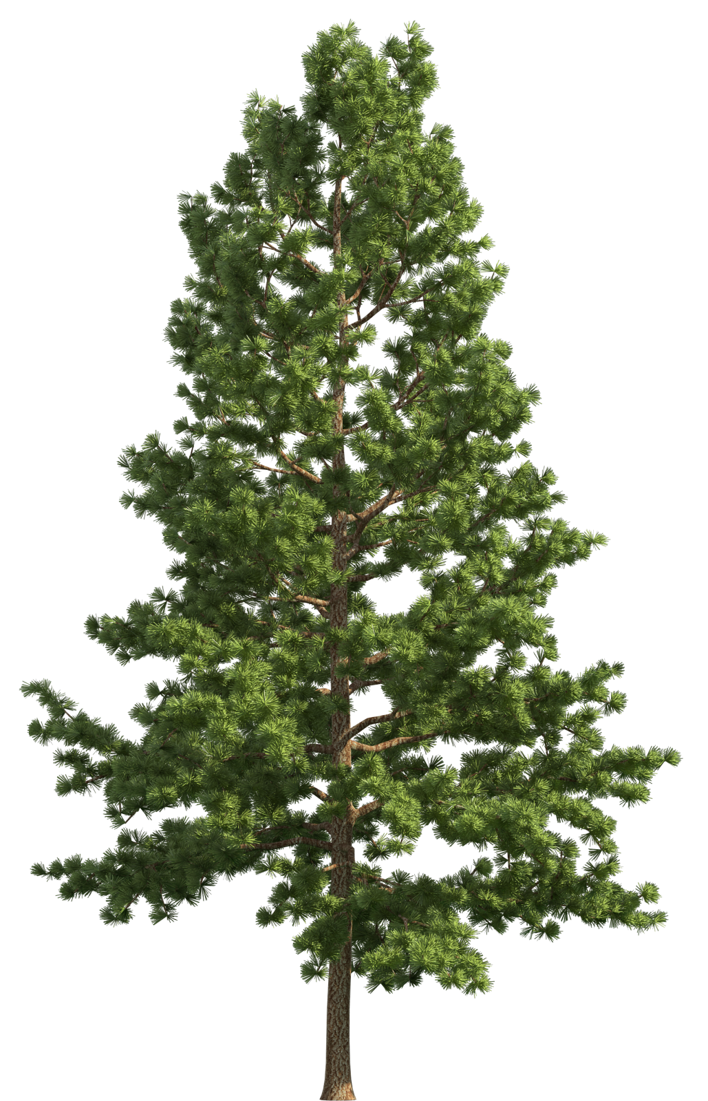 a pine tree on a white background