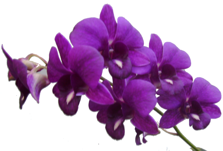 a purple flower on a white background