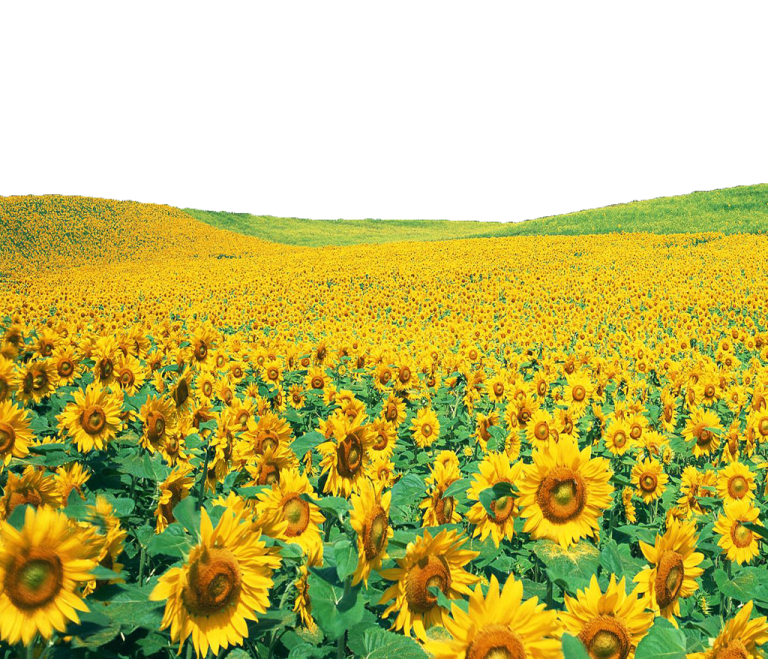 a field of sunflowers