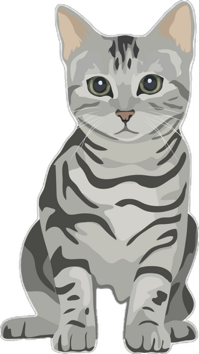 a gray cat with green eyes sitting down