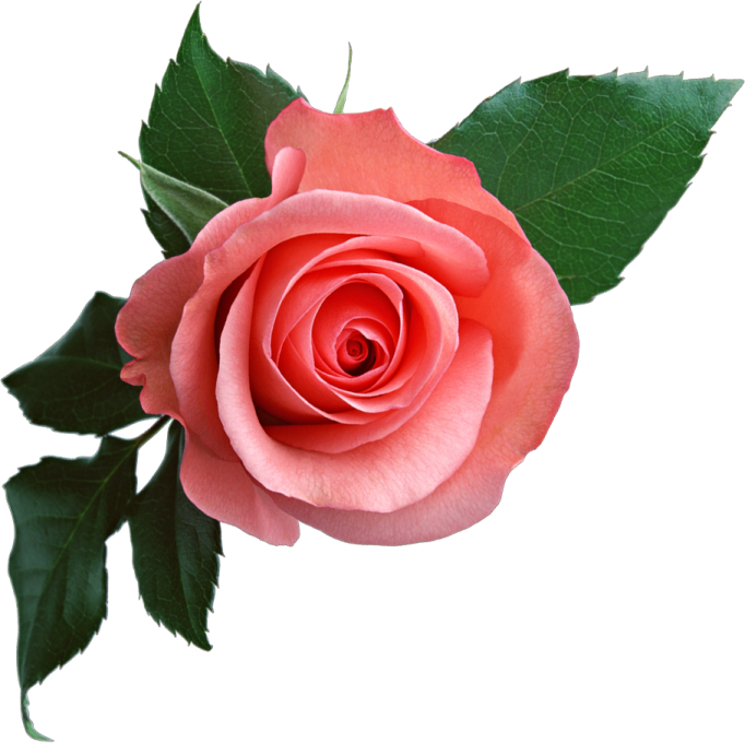 a single pink rose on a white background