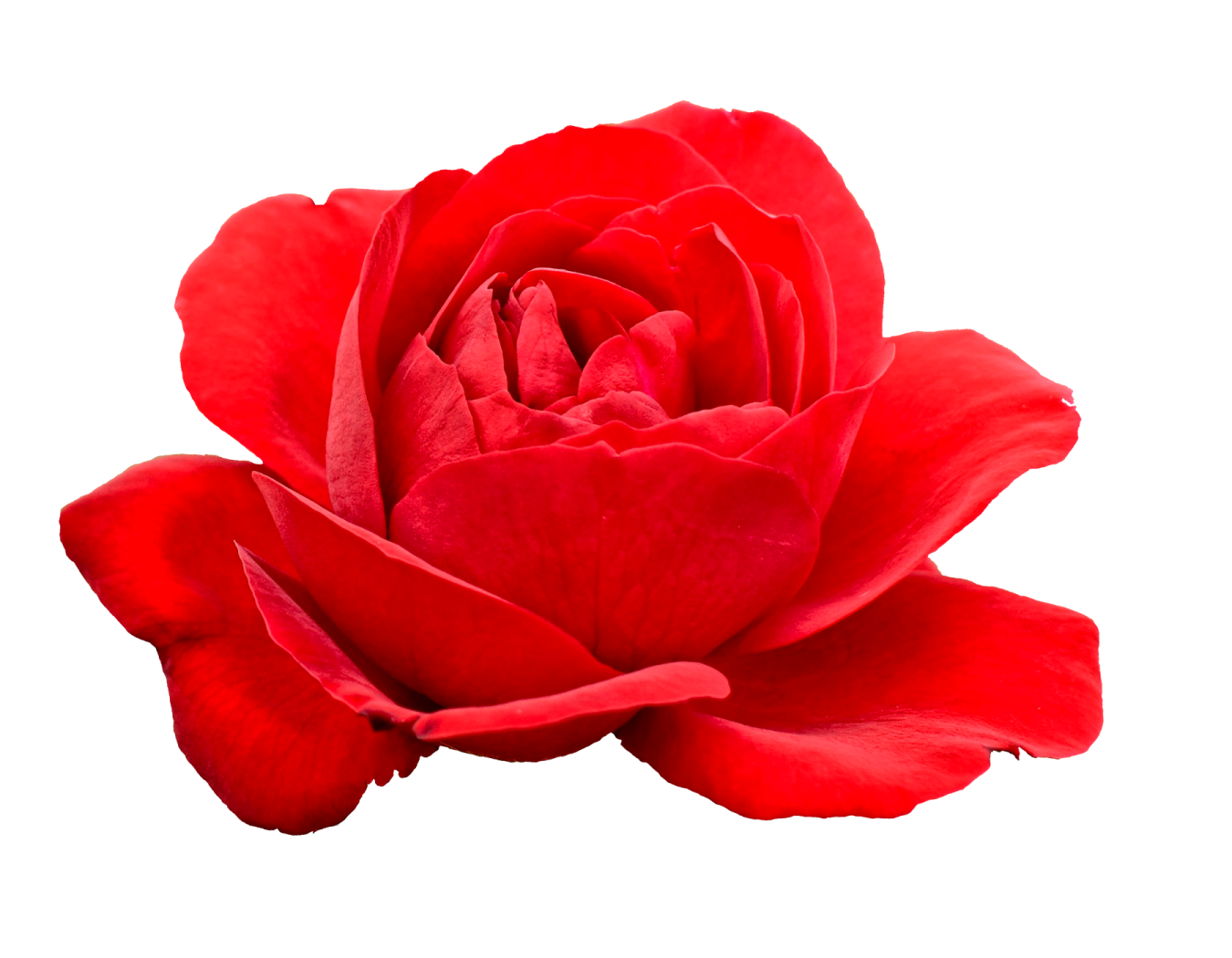 a single red rose on a white background
