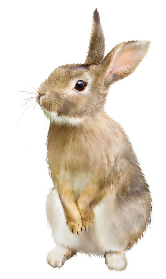 a brown and white rabbit