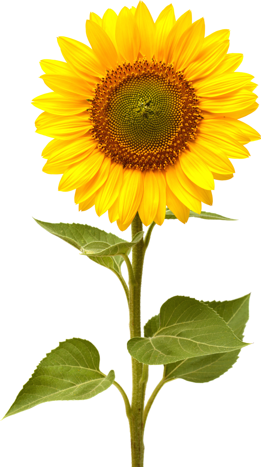 a yellow sunflower on a white background