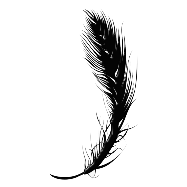 a black feather on a white background