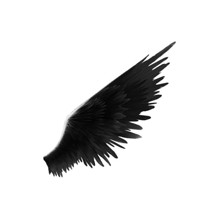a black feather on a white background