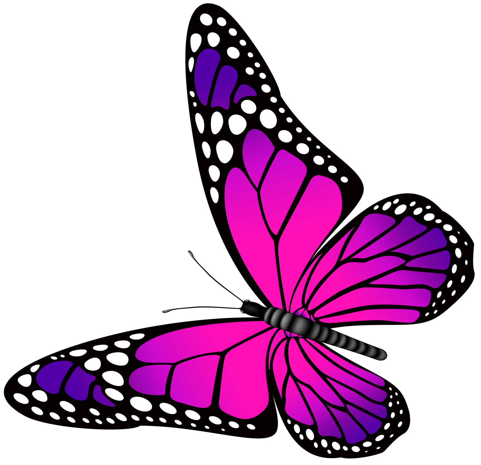 a purple butterfly on a white background