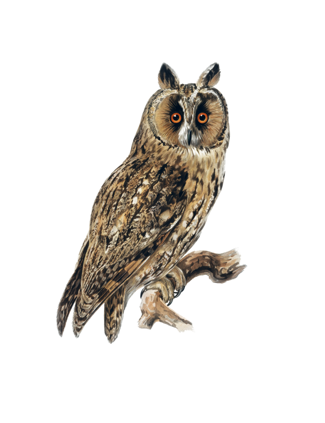 an owl sitting on top of a tree branch