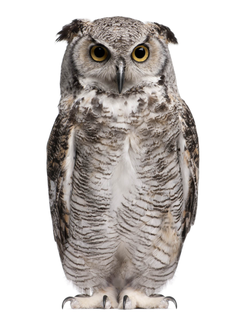 an owl sitting on top of a white surface