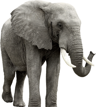 an elephant standing in front of a white background
