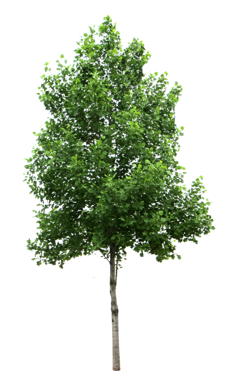 a tree on a white background